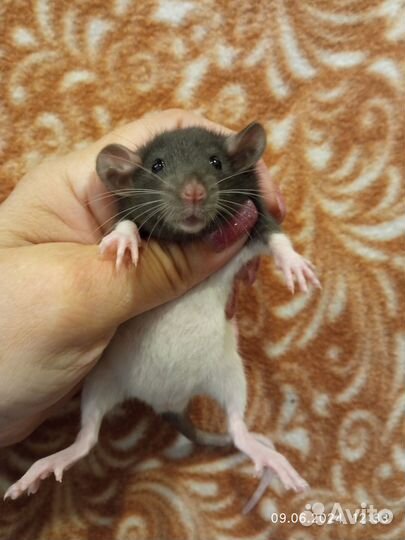 Крысы, крысята дамбо от заводчика, клетки