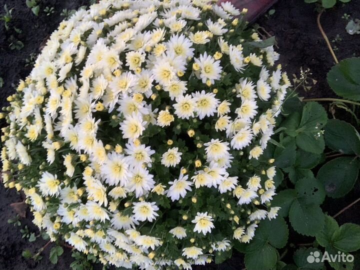 Королева осени - хризантема мультифлора