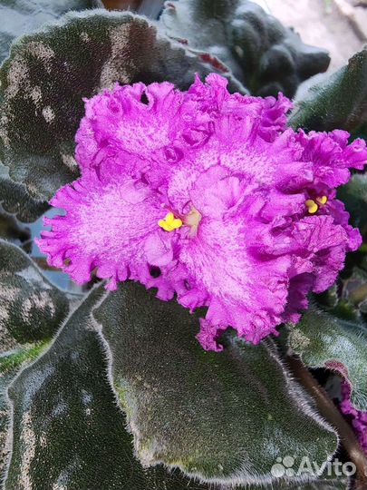 Сортовые фиалки цветущие