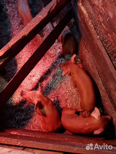 Поросята породы дюрок