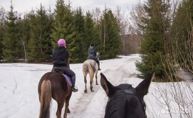Конные прогулки, обучение верховой езде Лошади
