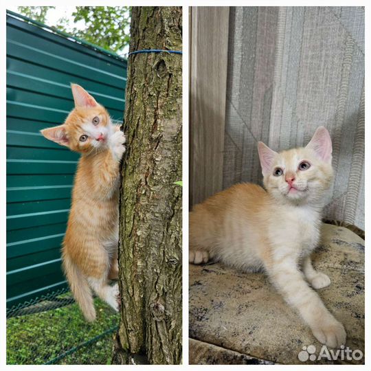 Котята ищут новый дом
