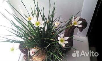 Зефирантес, ландыши, герань