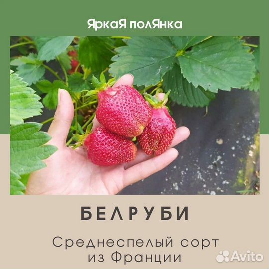 Рассада клубники Белруби