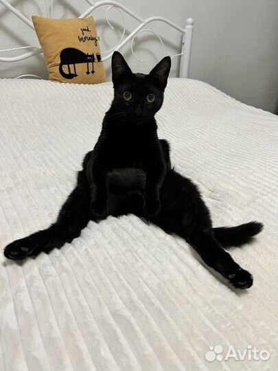 Инь янь. Черный кот и белая кошка на съемку