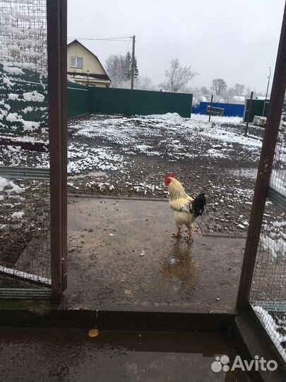 Молодые Петухи