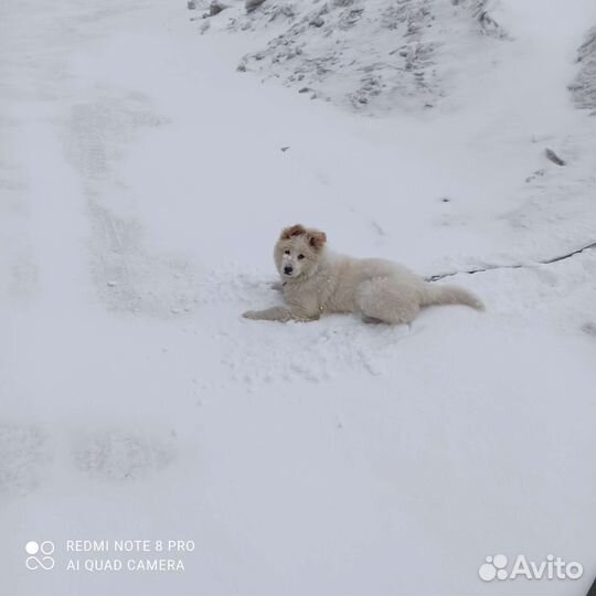 Собака для вязки
