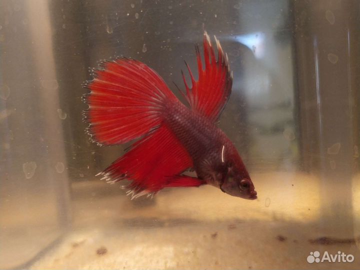 Рыбка Петушок