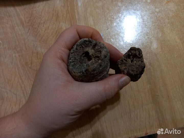 Окаменелость