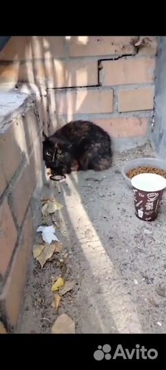 Погибают кошки