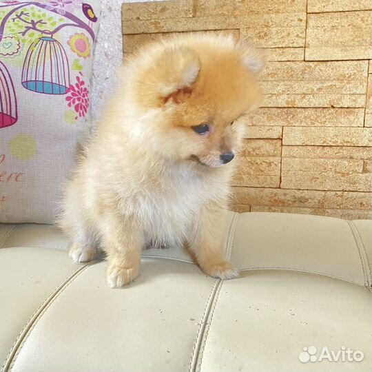 Шпице мишки