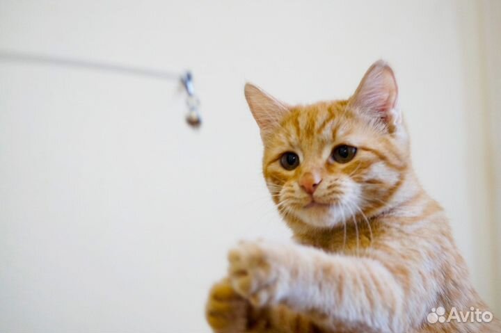 Рыжая скромница