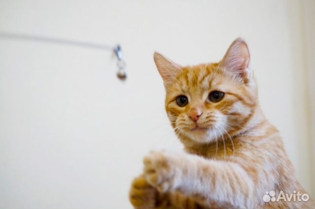 Рыжая скромница