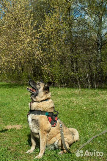 Собака в добрые руки