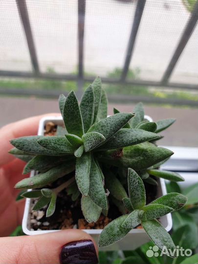 Суккуленты