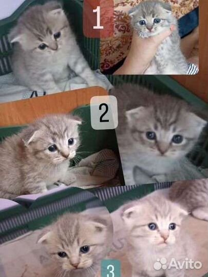 Вислоухие котята