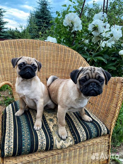 Мопс щенок девочка