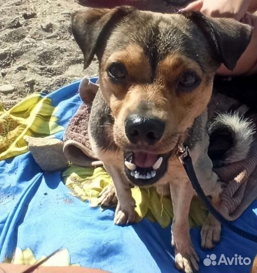 Собака в добрые руки отдам бесплатно