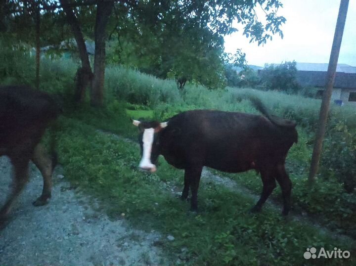 Корова дойная