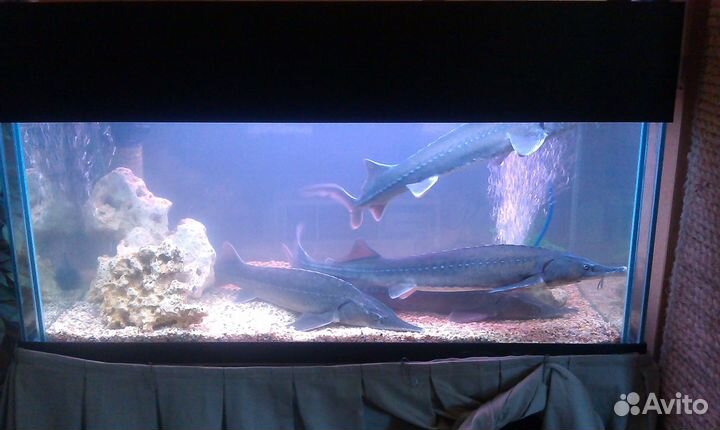 Обслуживание аквариумов