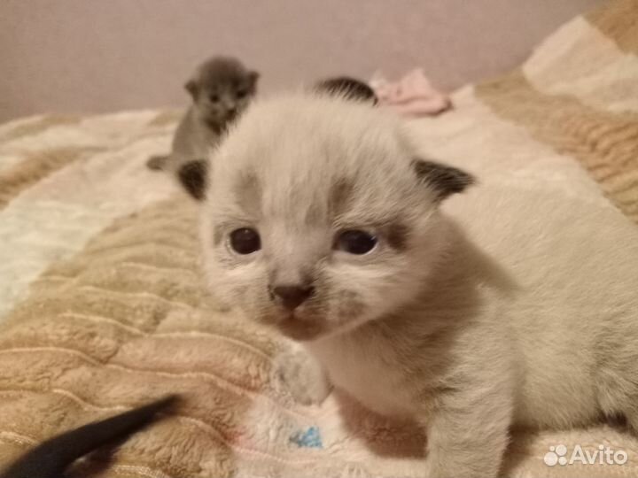 Котята в добрые руки бесплатно