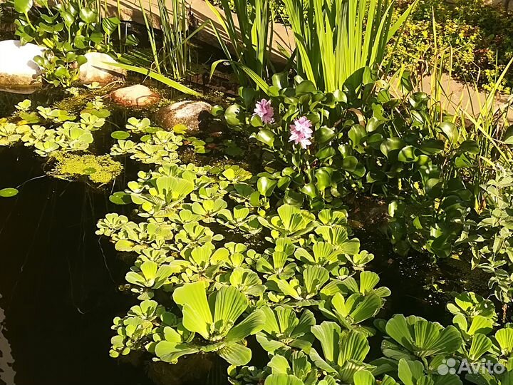 Эйхорния (гиацинт), пистия, роголистник, нимфейник