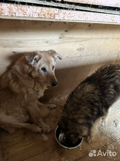 Старичка обижают соседи