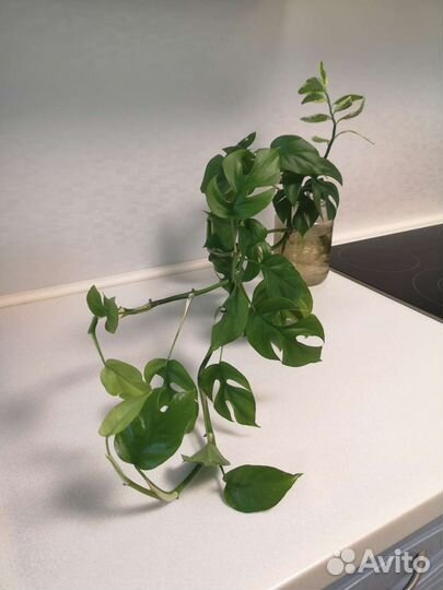 Комнатный Цветок