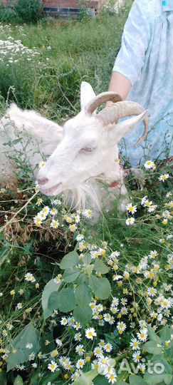 Продаётся коза