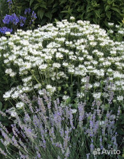 Монарда гибридная шнеевитхен