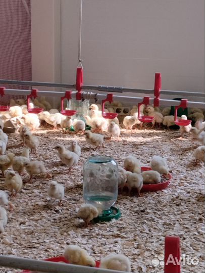 Цыплята бройлеры суточные