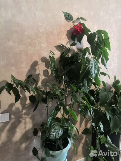 Гибискус китайская роза