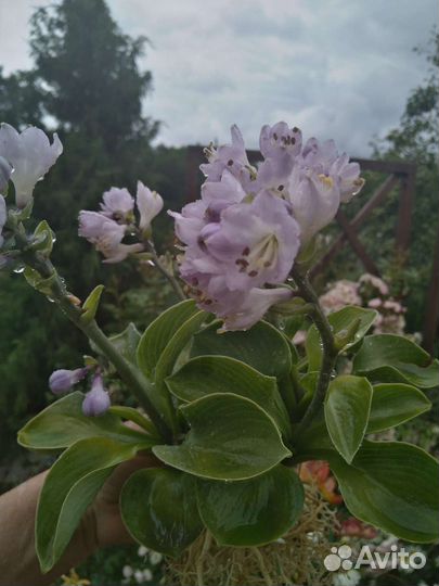 Хосты из серии 