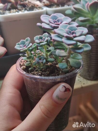 Graptoveria ‘Milky Way’