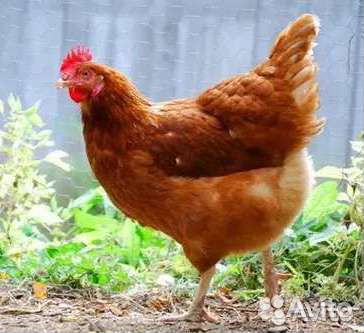 Куры несушки