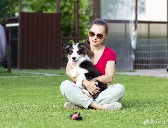 Бордер колли