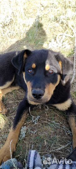 Продается ротвейлер