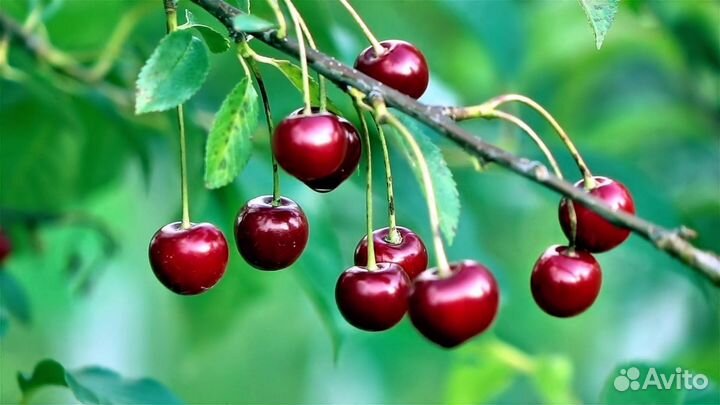 Продам вишню Наберу ягоду по заказу
