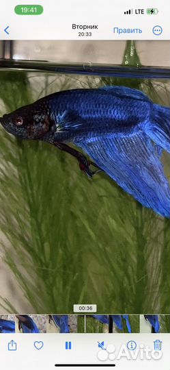 Аквариум с рыбками