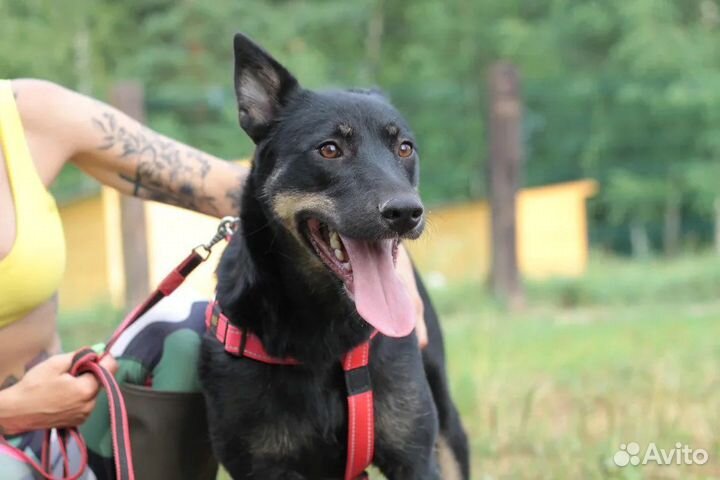 Собака в добрые руки