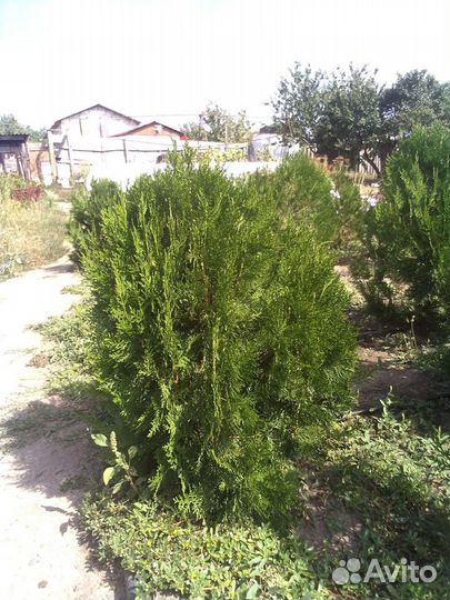 Саженцы туи заподной