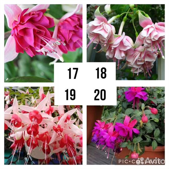 Фуксии на осень