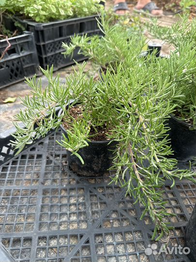 Розмарин ампельный