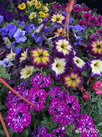 Петуния в кашпо