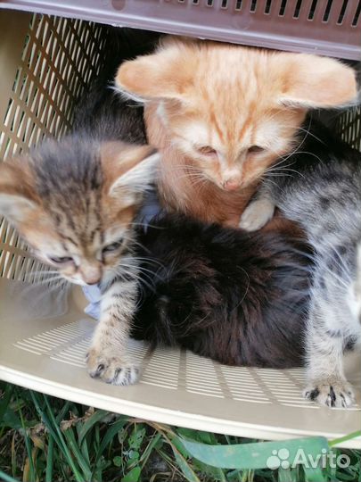 Кошка в дар