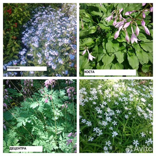 Флокс,хоста,децентра,вербейник, шафран,примулы др
