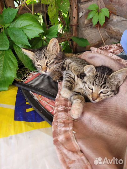 Кошка и котик