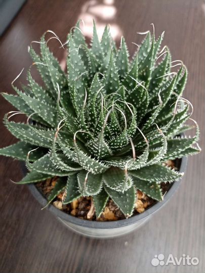 Суккуленты