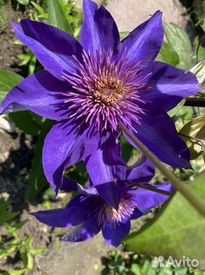 Клематис саженец куст