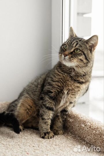 Кот полосатый брутальный 1 год тигровый